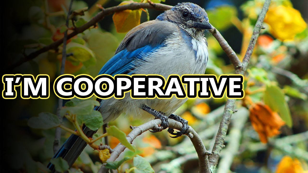 What'S The Difference Between A Scrub Jay And A Blue Jay?