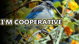 Scrub Jay facts: blue birds of the west coast | Animal Fact Files