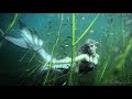 Mermaid swimming with fish through seaweed a freshwater underwater mermaid  mermaid phantom