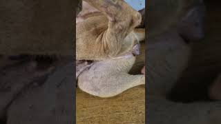 Tibia & Fibula fracture 🥺 #dog #anatomy #dogshorts #animals #doglove #doggielife #reels #viralshorts