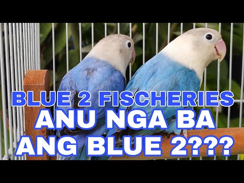 Anu Nga Ba Ang Blue 2 | Lovebirds Parblue | What Is Blue 2