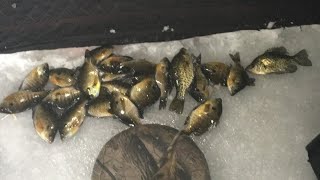 Quick Limit of Bluegill! (ICE FISHING 2019)