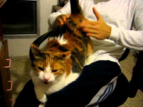 Spanking the cat