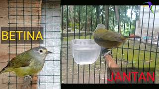 Cara Membedakan Burung Opior Jawa Jantan dan Betina | Burung Opior Jawa | Cucak Jempol