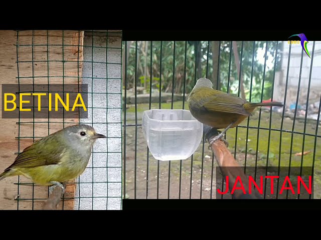 Cara Membedakan Burung Opior Jawa Jantan dan Betina | Burung Opior Jawa | Cucak Jempol class=