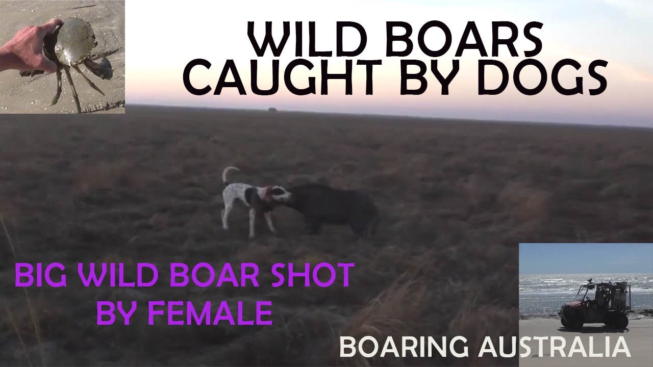 Pig hunting Australia Wild Boar Hunting with dogs and guns Action