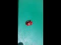 Red Coloured Insect Beetle.