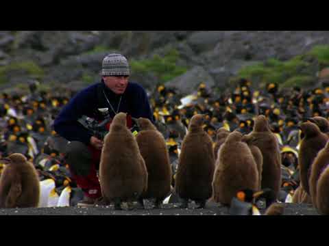Encounter with king penguins