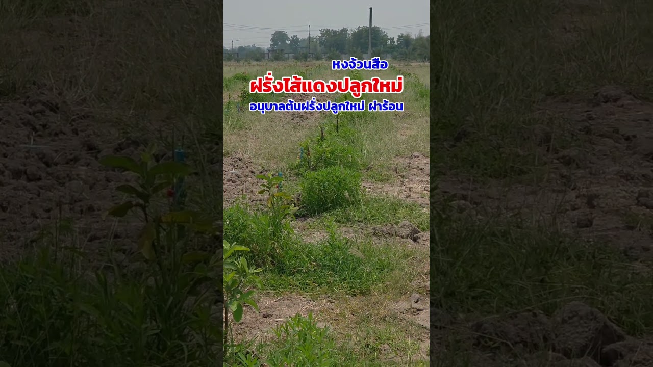 อนุบาลฝรั่งปลูกใหม่ #พี่ต้อมเกษตรปลอดสารพิษ #ต้นพันธุ์ฝรั่ง #ฝรั่งไส้แดง #ฝรั่งผลแดง #ปลูกฝรั่ง