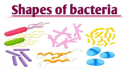 Shapes of bacteria