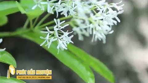 Phút Cầu Nguyện, Thứ Sáu 08/03/2019: Vần Thơ Tím