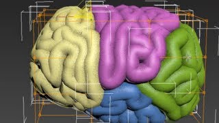 Make a brain in 3D Max 2013 time lapse