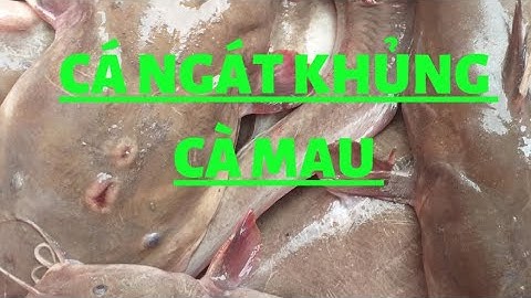 hành trình mò cá ngát ngọc hiển Cà Mau được cá ngát khủng Thành Công (Hunting Catching)