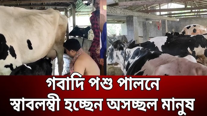 Porno kartalar yoqolgan