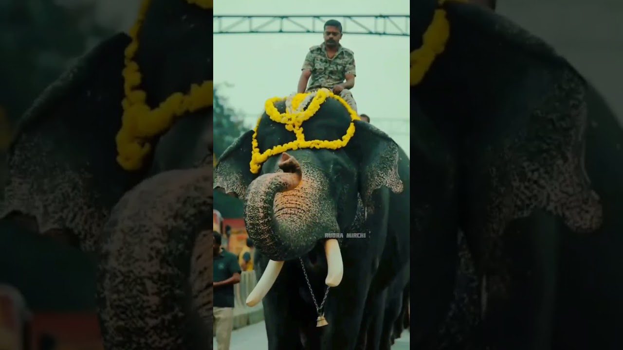 We miss you too Arjuna #please come back # In Dasara 2024 you not there