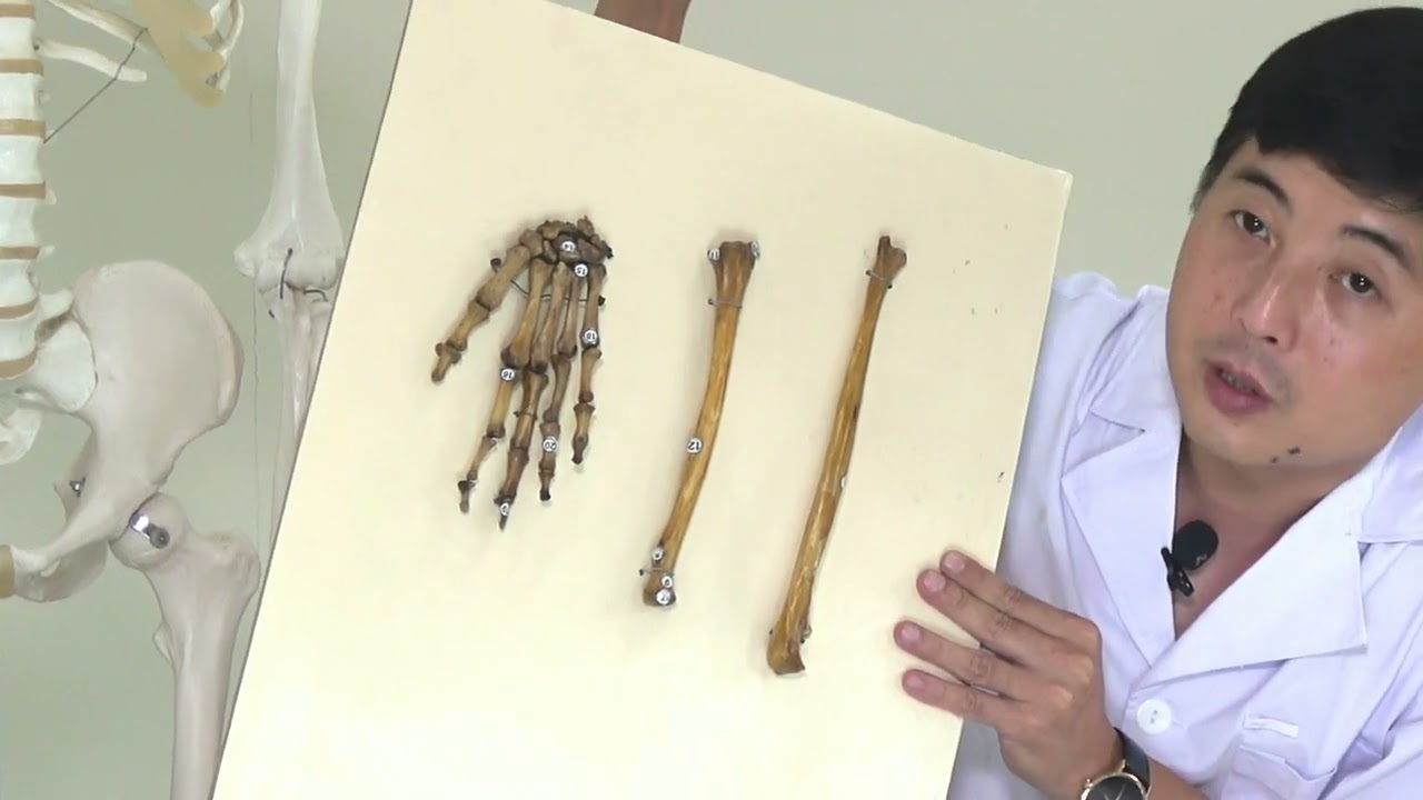 [GIẢI PHẪU THỰC HÀNH] - CHI TRÊN: XƯƠNG QUAY