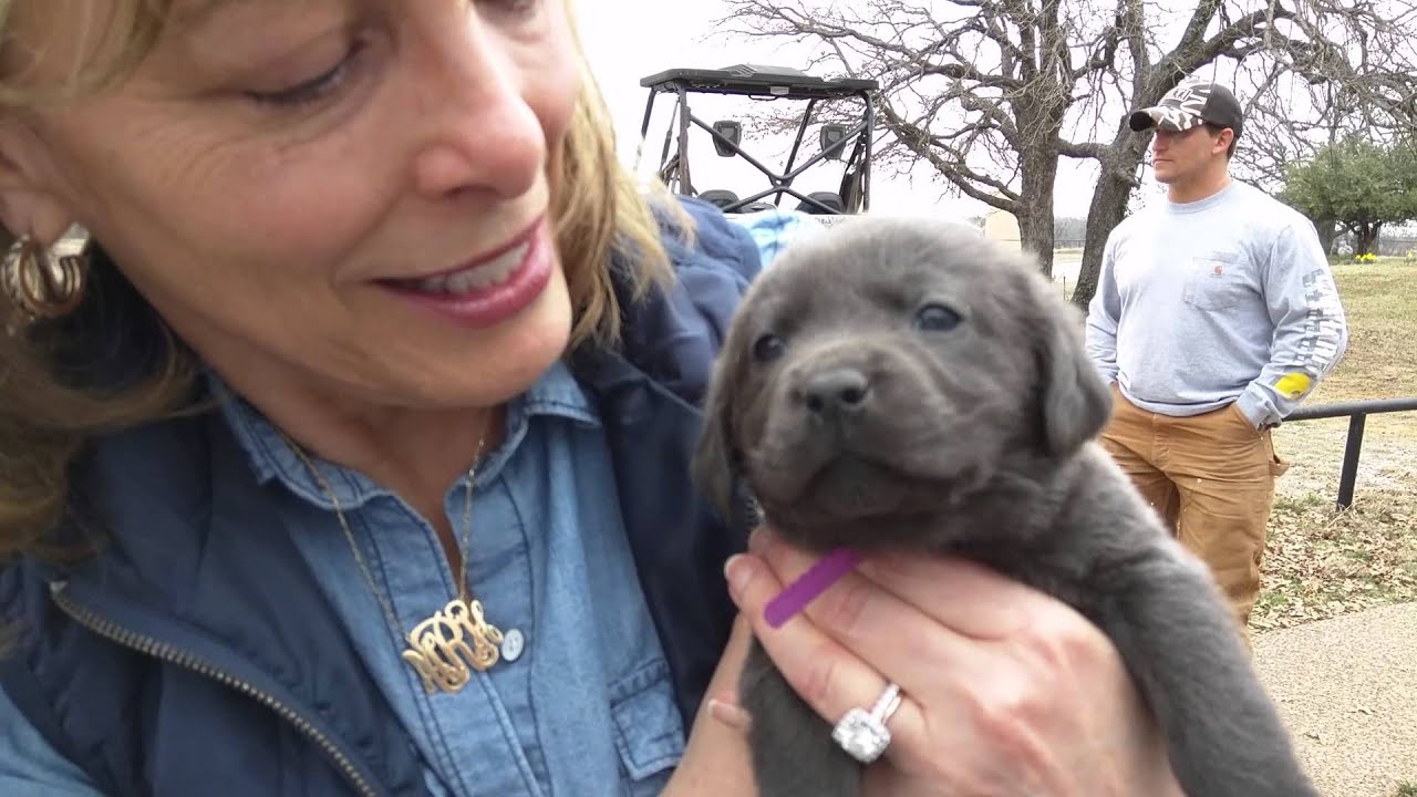Charcoal Lab Puppies Colorado Kuchenlampe Ideen Lab Bei