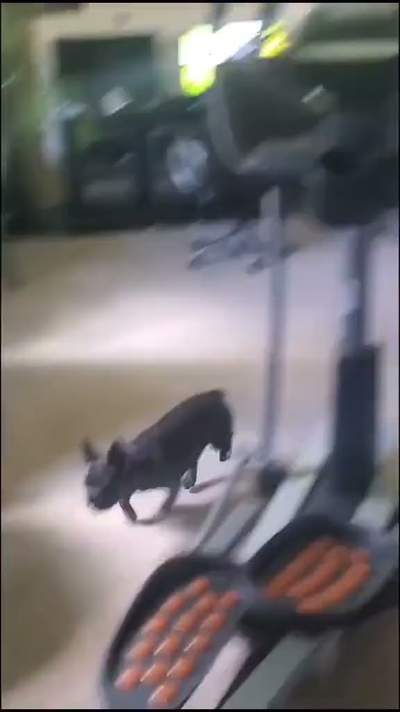 French Bulldog Jumps Over Puppy Gate || ViralHog