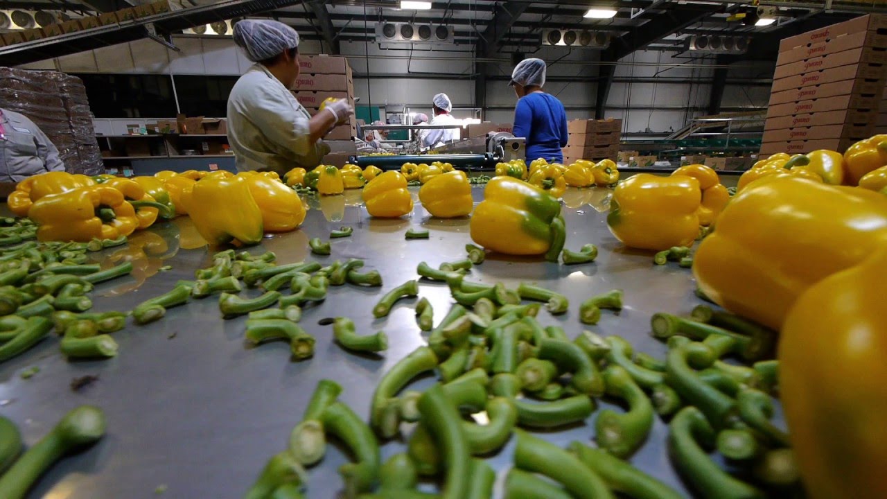 Meet the filmmaker behind - Migrant Dreams film festival sydney