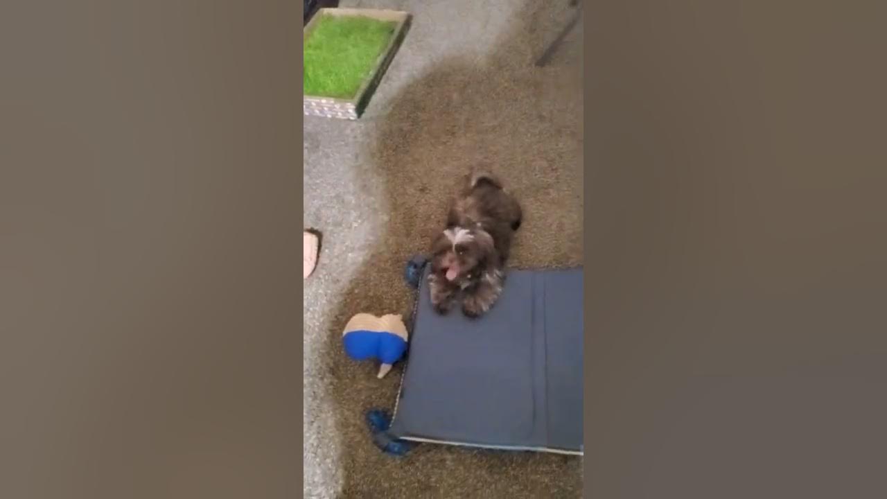 Grreat Choice Expandable Pet Gate Review petsmart benarddasaint8447 benarddasaint YouTube