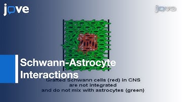 Analysis: Schwann-Astrocyte Interactions Using Assays l Protocol Preview
