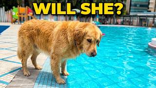 My Golden Retriever Saw The Pool And... 😱