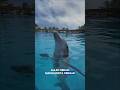 🐬Hewan yang sangat cerdik! #animals #dolphin # #faktadunia