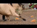 Bella takes a Bow for a Yummy Carrot🐴