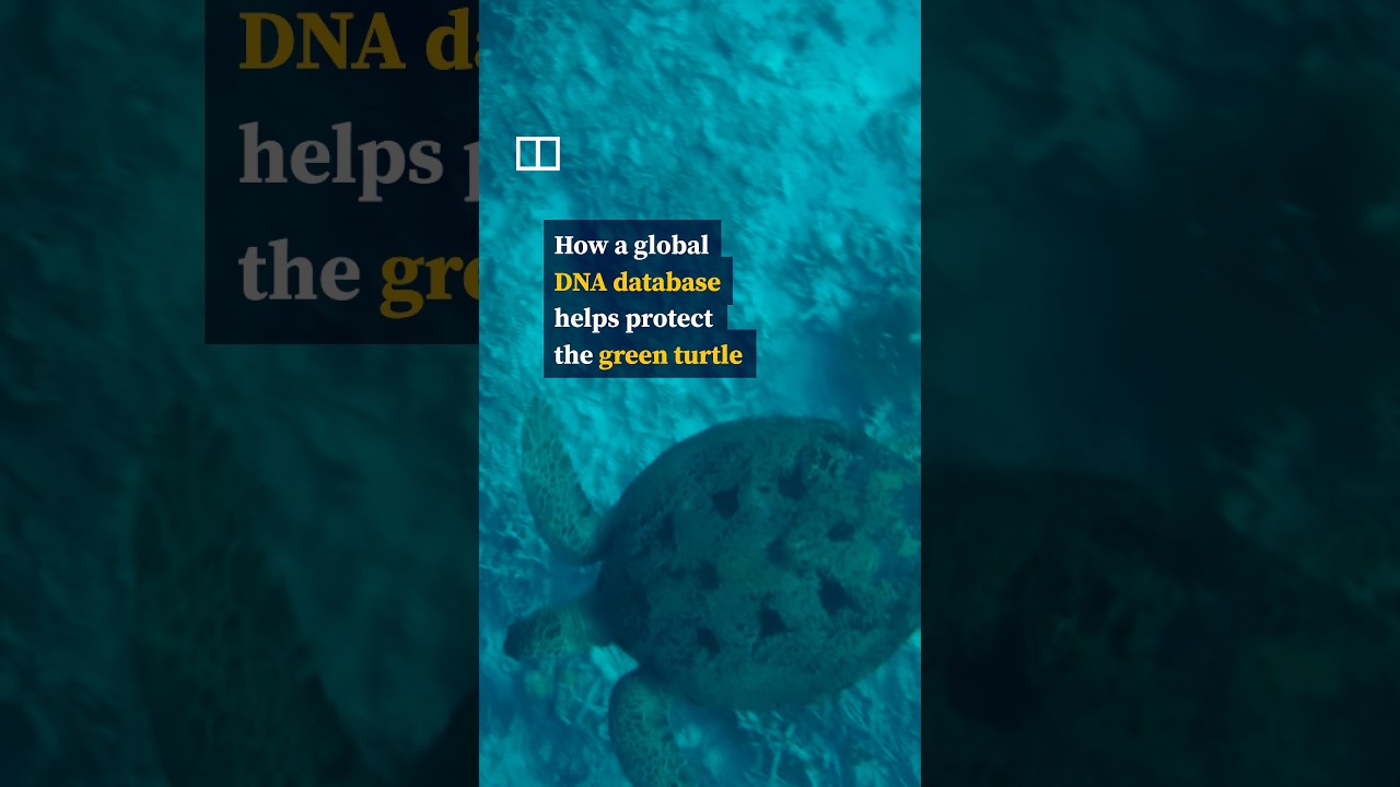 The global DNA database fuelling Malaysia’s green turtle comeback