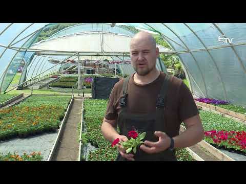 Videó: Természetes Műtrágyák Az Otthoni Virágtermesztéshez. 1. Rész