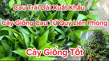 Cây Giống Cau Tứ Quý - Cau Tứ Quý Trái Dài Liên Phòng - Giống Cau Kinh Tế Hiện Nay