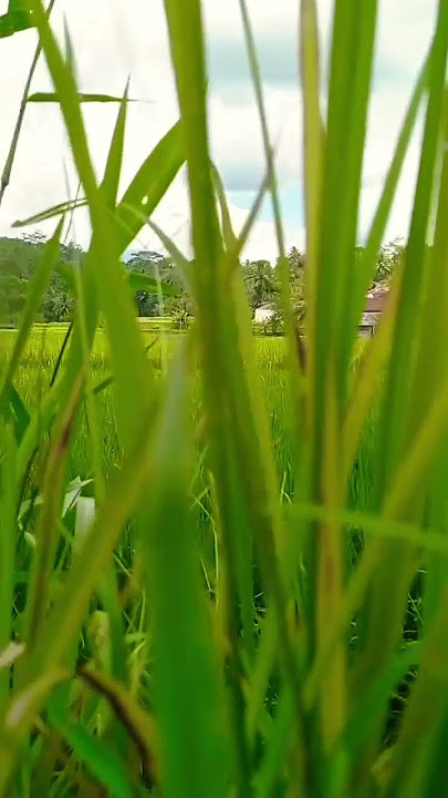 wa story kecapi suling cianjuran