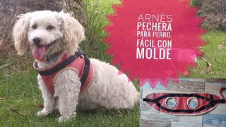 Como Hacer Collar Pechera Para Perro o Gato/ Fácil/ Molde Gratis by Aprendamos Juntos con Damary 547 views 2 months ago 15 minutes