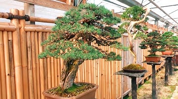 Vườn bonsai lớn và đẹp bậc nhất Châu Âu tại Bỉ (Phần 3)