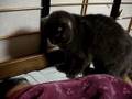 飼い主を起こす猫