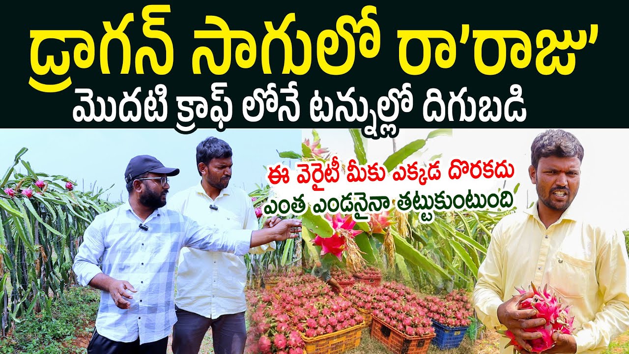 Costa Rican Sunset Dragon Fruit Variety Farmer Raju Success Story | Farming Videos Telugu | N5 Media