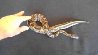 Leopard Ball Python And Combos Part 1 of 3 Wealth