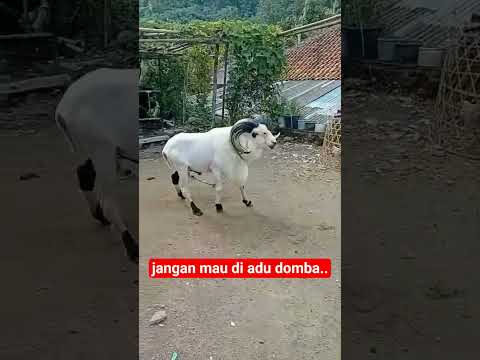 Adu Domba - Rhoma Irama (Cover) | Rock Version