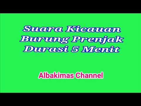 Suara Burung Prenjak Durasi 5 Menit (Audio Official)