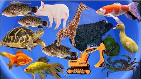 Đi bắt cá dưới rạch nước, cá rô phi, con cua, con rùa, con ếch, và đồ chơi hươu cao cổ, xe múc #17