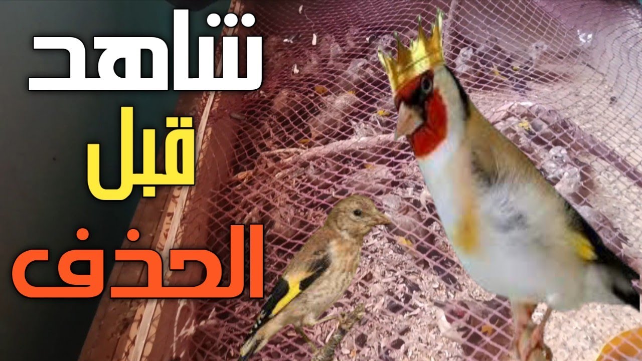 هذه هي الحصيلة النهائية🔥لصيد فراخ الحسون🐦في جبل سيروا لحظات لاتنسى💪