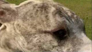 Dogs 101: Whippet by JDACanimalblog 249,050 views 14 years ago 5 minutes, 16 seconds