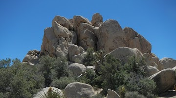 How To Find Joshua Tree