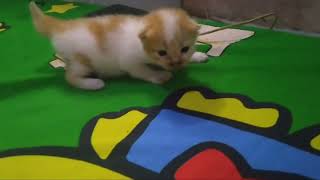 Anak Kucing Memanggil ibunya by Kucing Desa 182 views 1 year ago 7 minutes, 4 seconds