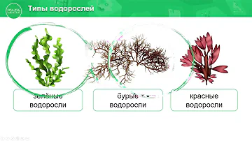 4 класс. Естествознание. 2 урок. Низшие растения