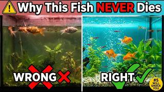 8 Reasons Why Molly Fish Are So Easy to Keep (Beginner's Guide)