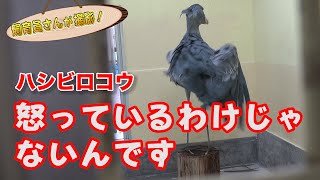 突然部屋の中で暴れ出したハシビロコウ！