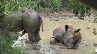 Rhino with erection tries to get females attention for mating and gets more than a cold shoulder