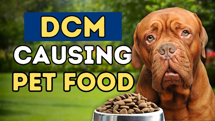 DCM in Dogs: The Shocking Connection with Your Dog’s Diet