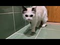 ばぁちゃん家でえげつないダッシュをみせる子猫の姿がコチラ(後半です)